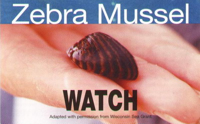 Zebra 
Mussel Watch